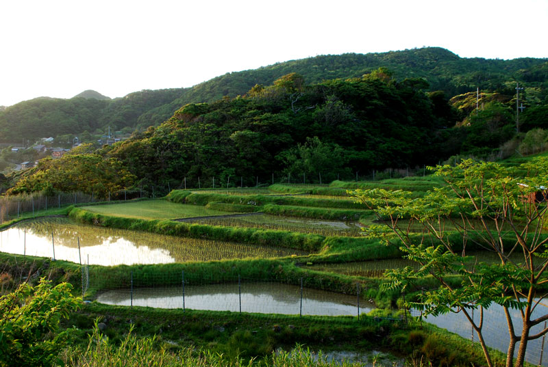 磯の棚田