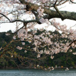 久美浜湾の桜