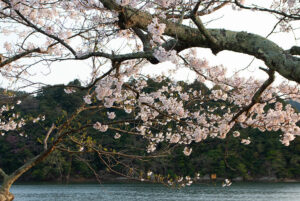 久美浜湾の桜